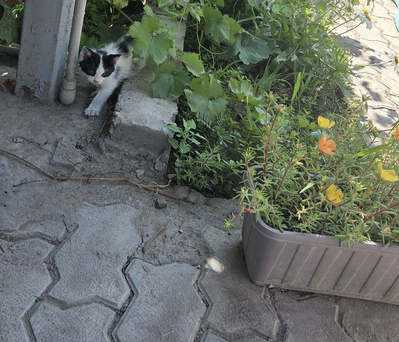 Отдам котят в хорошие руки