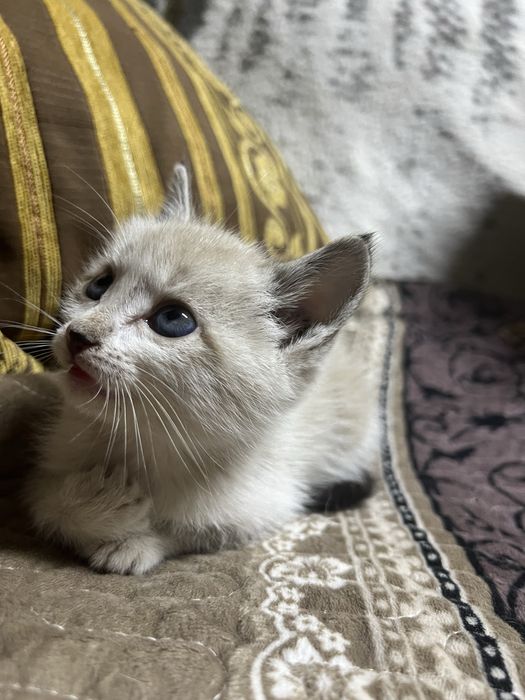 Отдадим котенка мальчик сиамский