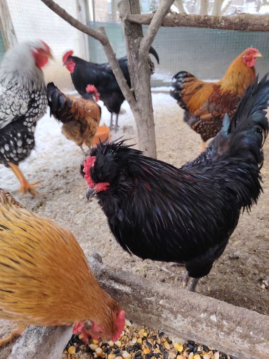 Cocosi din primăvară-vara 2025