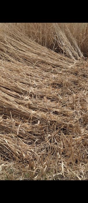 Камыс ши веточка