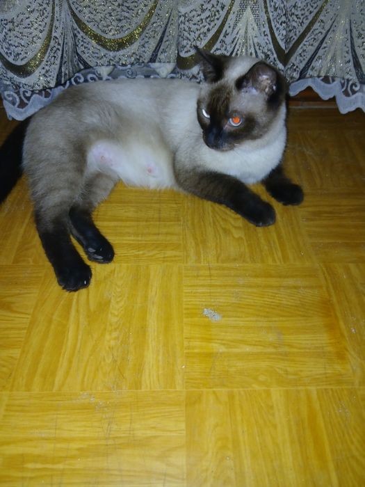 Продам активных котят