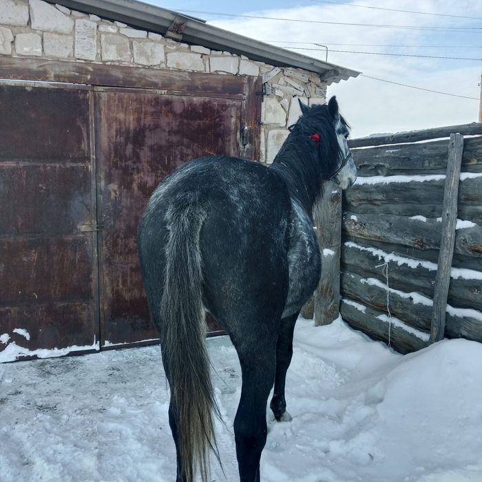 Продам Жеребца спокойный