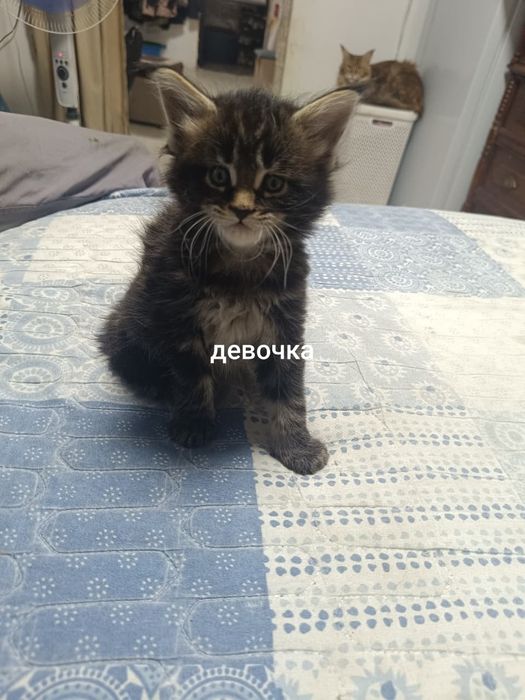 Продам котят Мэйн-Кун