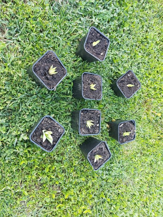 Aloe Vera Puiet la ghiveci