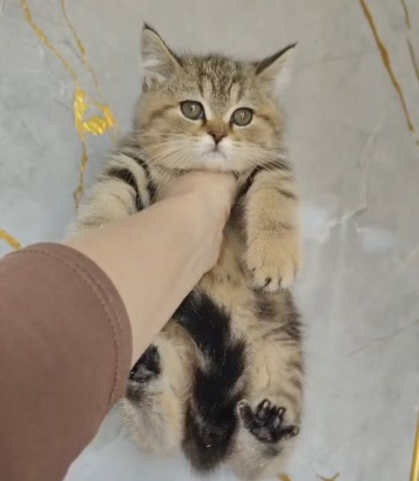 Мраморные Котята Британцы