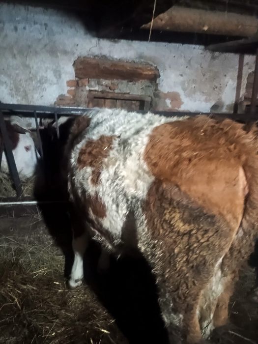 Juninci baltata romaneasca