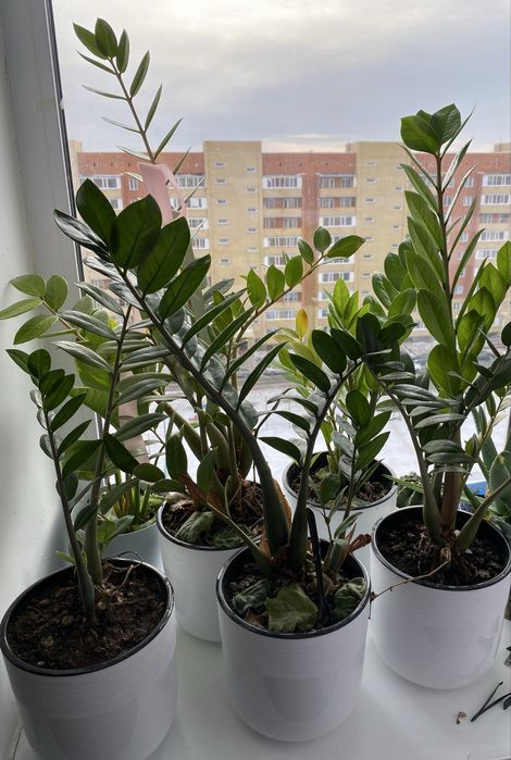 Продам денежные долларовые деревья