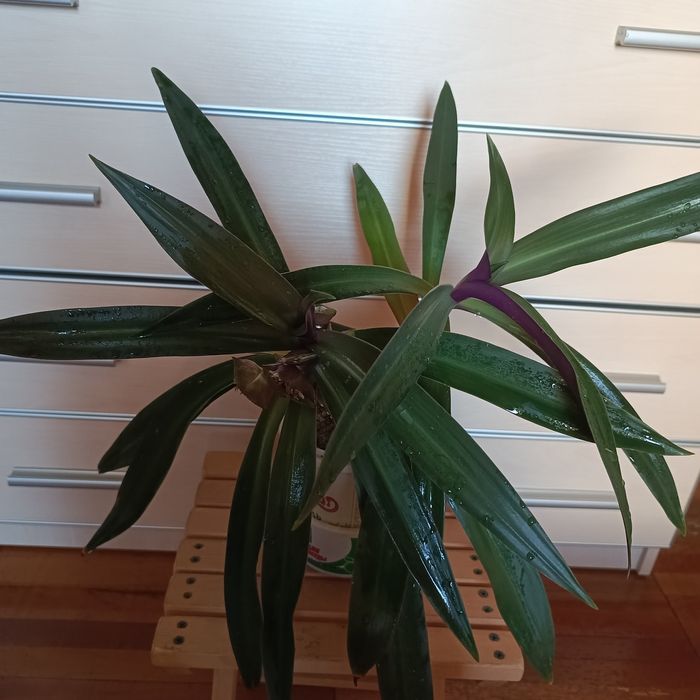 Рэо большой цена 60 тыс