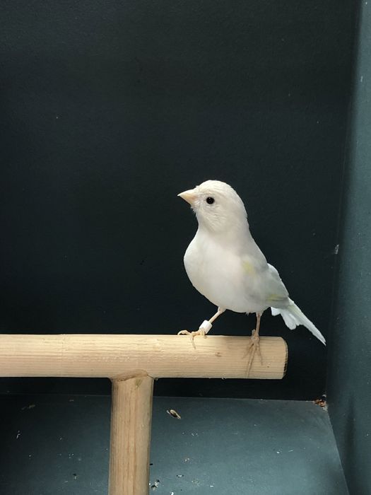 Канарейка (кенар) самец