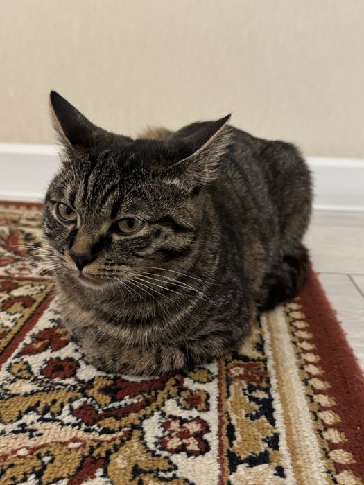 Кошка 10 месяцев