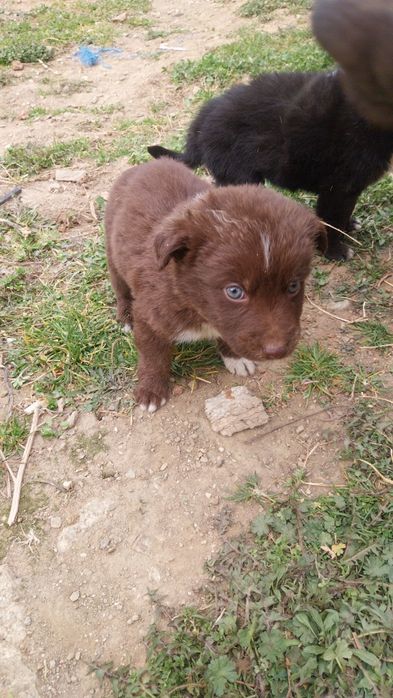 Donez căței 5 săptămâni