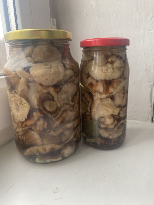 Продам грибы валуи