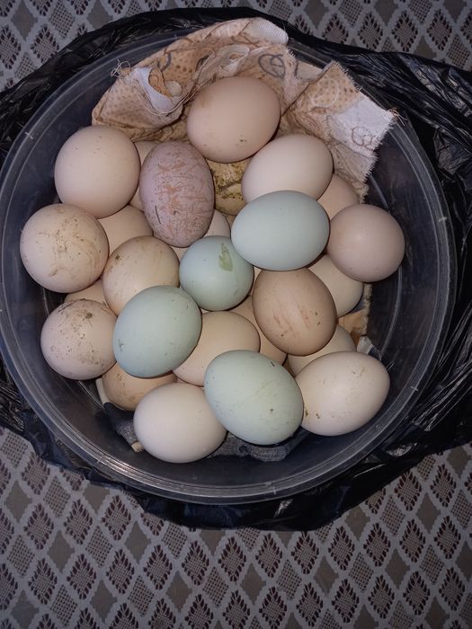 Дакан,Хонаки ва ухайли товуклари сотилади