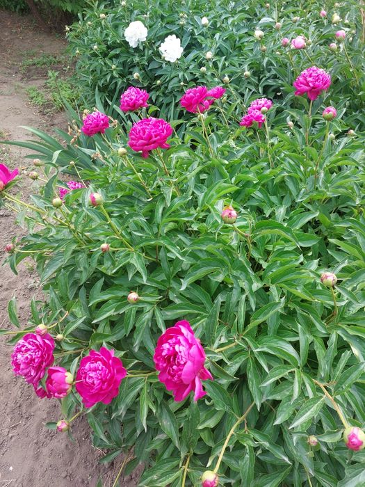 Продам клубни пионов