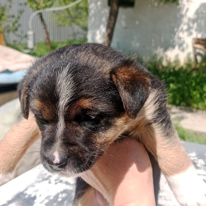 Щенки Джек Рассел