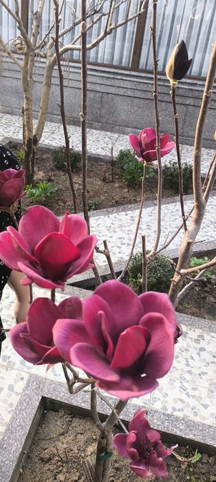 Магнолия Джени Штамповая Декоративная морозостойкая  новая модель