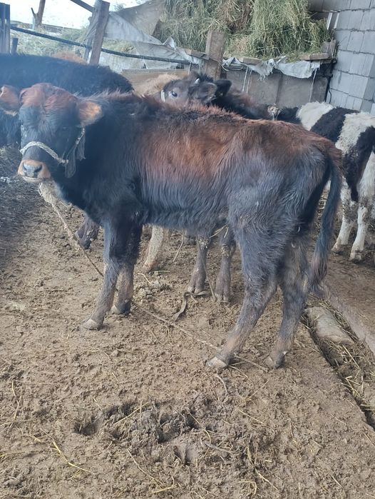 Бузаулар сатылады