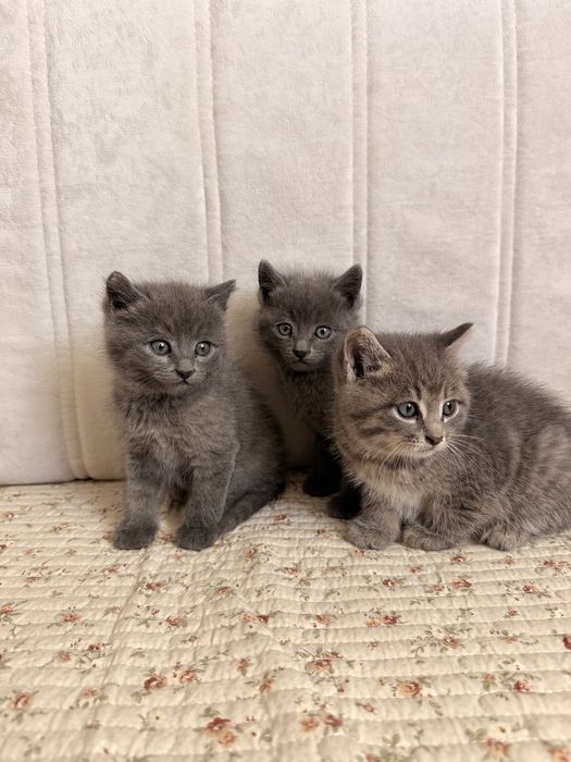 Отдам котят в добрые руки