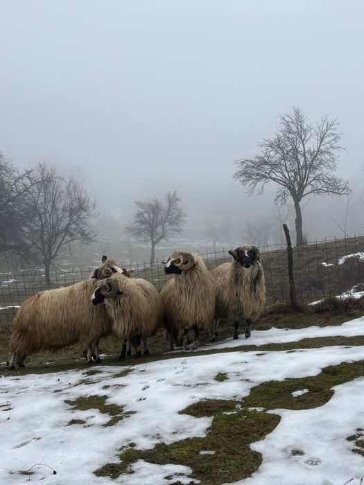 Berbeci brezi de vanzare!