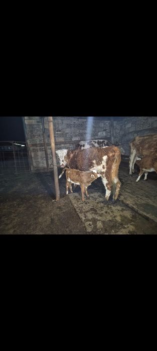 Продам 2 коровы с телятами