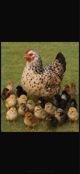 Инкубационные яйца