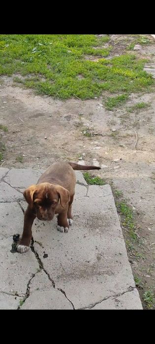 Отдам в хорошее руки щенков