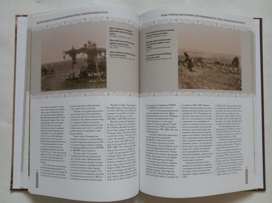 Тазы казахская борзая