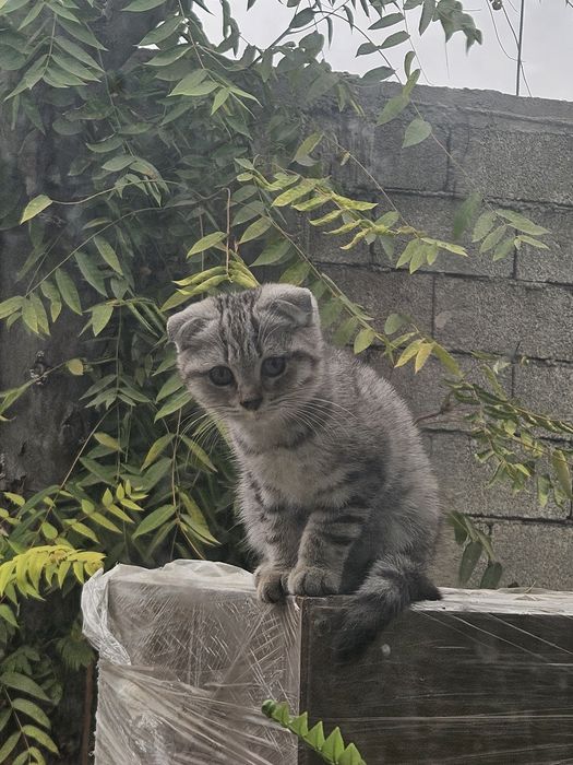 Кот скоттиш фолд