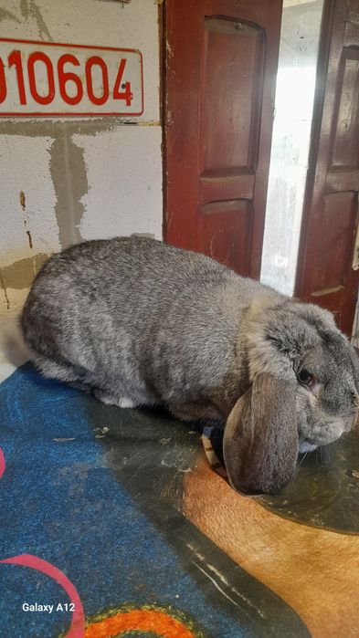 Masculi berbec german și femele gestante berbec german