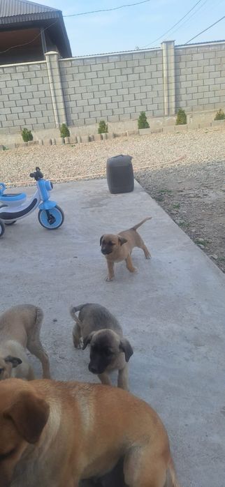 Щенки отдам даром