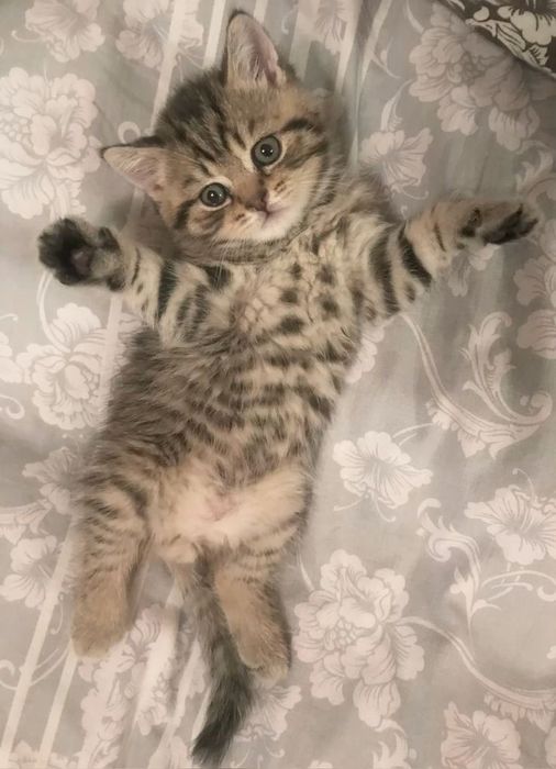 Британский короткошерстный котенок