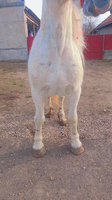 Vând sau schimb iapă