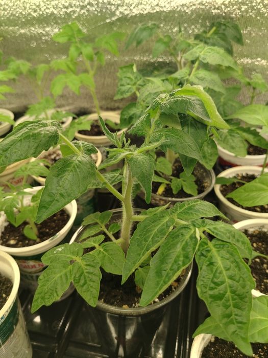Продам рассаду томатов