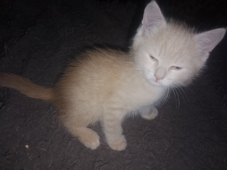 Прекрасные малютки ищут дом