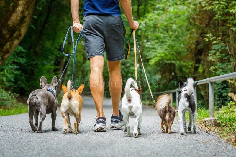 Plimbari caninii