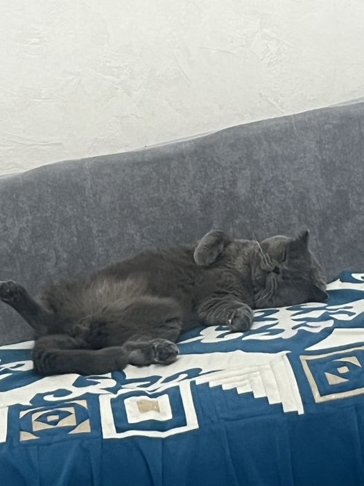 Шотландский кот , 1,5 года