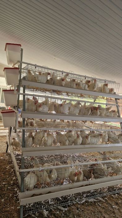 Товуқ қафас катаклар