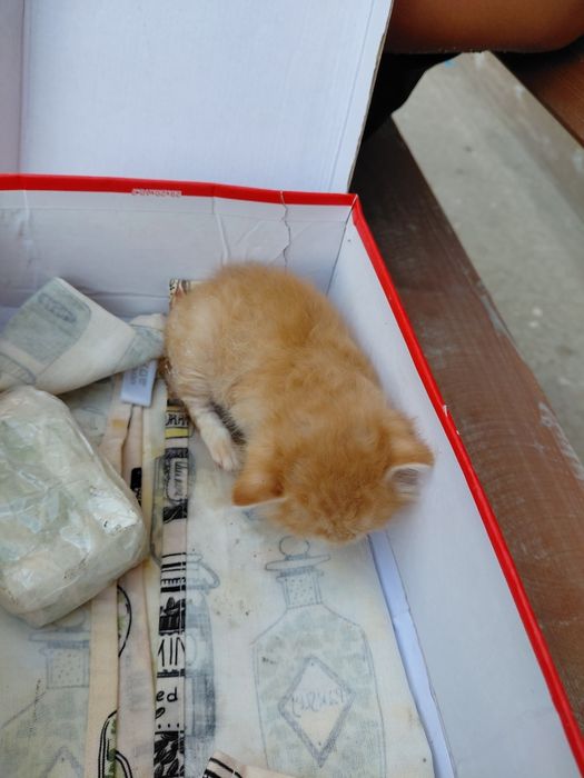 Новорождённый котёнок