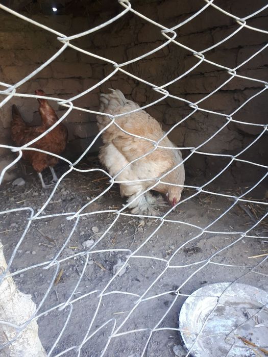 Паррандалар сотилади