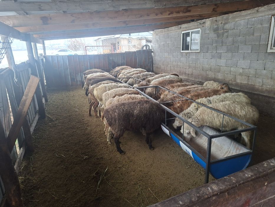 Продаётся бараны токтушки