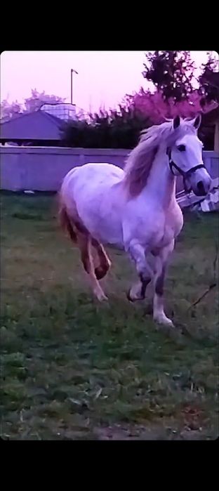 Manz metis de semigreu