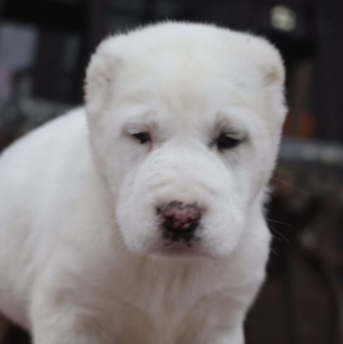 Высокородные щенки из питомника