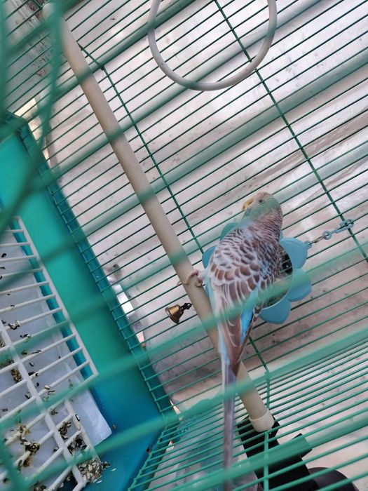 Продам папугая с клеткой