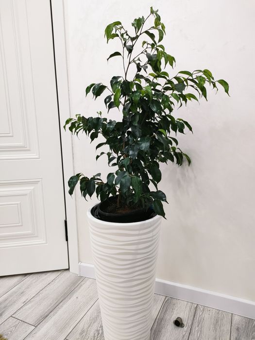 Домашние растения, доставка