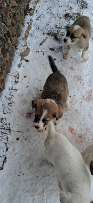 Donez catelusi 2 luni