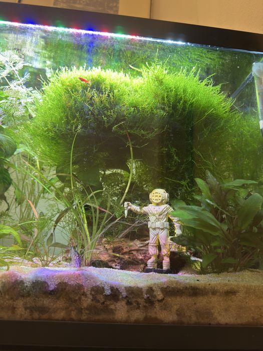 Acvariu 63 l complet