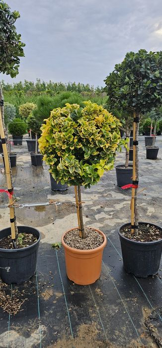 Pin pe tija - Photinia red robin normală și pe spalier