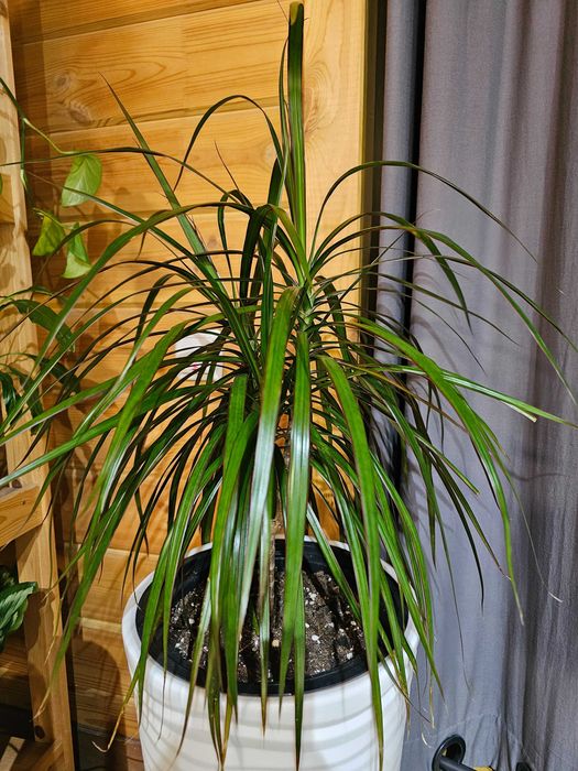 Комнатные цветы недорого