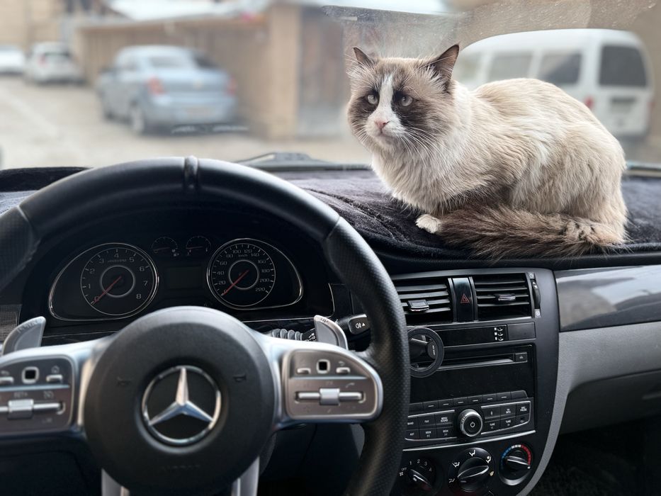 Regdoll parodiya mushuk