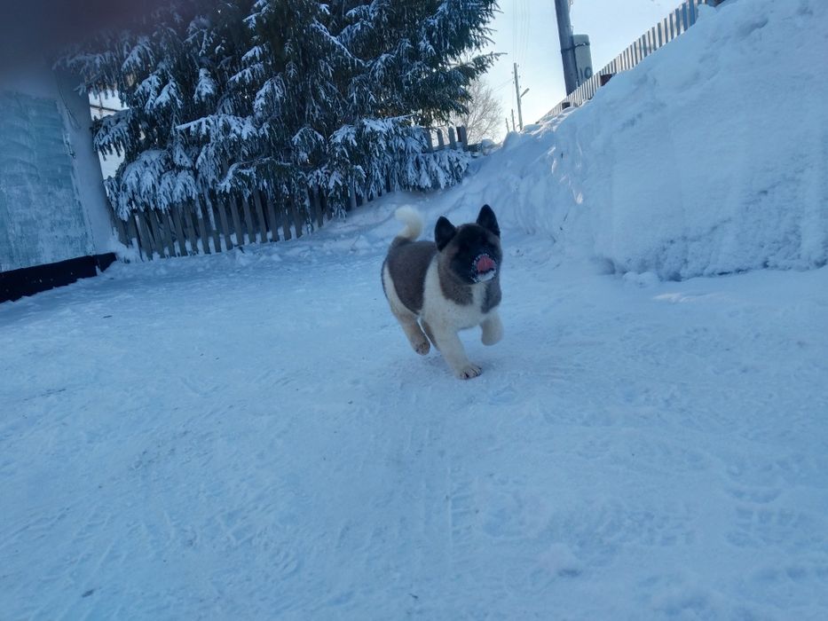 Продам щенков американская акита